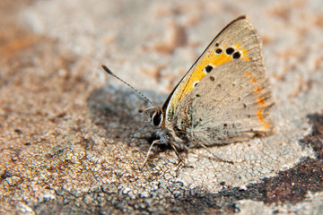 Small heath (Coenonympha pamphilus) is a butterfly species belonging to the family Nymphalidae. Closeup of small heath butterfly .