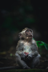 Małpa © Witold