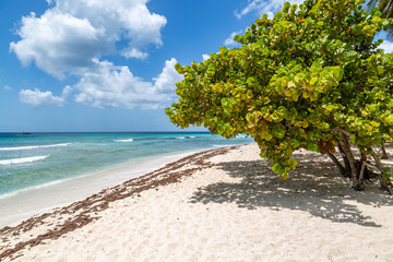 A Barbados Beach View