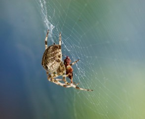 Spinne
