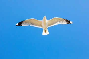 Möwe vor blauem Himmel