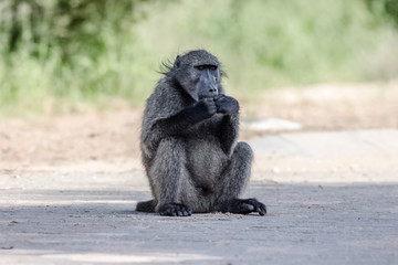 baboon sitting and eating on the road
