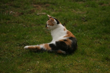 small cat in the garden