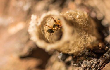 Sting-free Bee in its nest