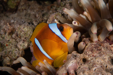 Fototapeta na wymiar Clown fish in a sea anemone.