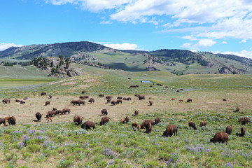 Bisons im Yellowstone Nationalpark