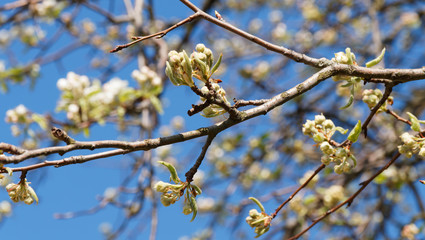 Pyrus communis | Floraison printanière du Poirier commun