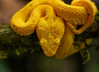 Eye-lashed Pit Viper
