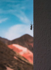 Bug climbing the wall with mountain range at the back
