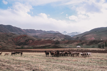 Sheep grazing in the mountain valley
