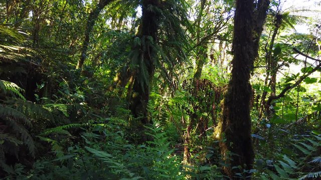 Hiking in a beatiful tropical rainforest in Reunion island