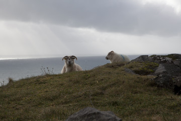 Slea Head Drive Dingle