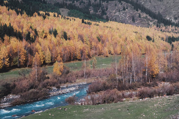 Yellow forest in the mountain gorge