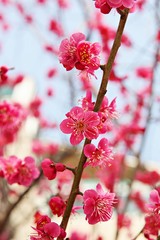 인천시수봉공원에서찍은홍매화입니다