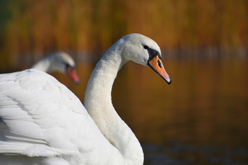 Obraz premium The pair of white swans