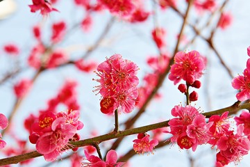 인천시수봉공원에서찍은홍매화입니다