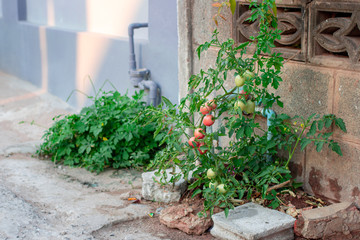 Tomato plant on the side of the road