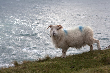 Slea Head Drive Dingle