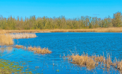 Reed along the edge of a lake in a natural park below a blue cloudy sky in sunlight in spring, Oostvaardersplassen, Almere, Flevoland, The Netherlands