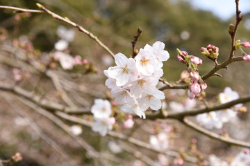 桜