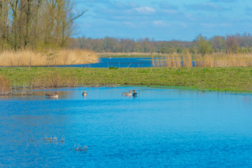 Reed along the edge of a lake in a natural park below a blue cloudy sky in sunlight in spring, Oostvaardersplassen, Almere, Flevoland, The Netherlands