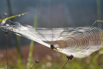 The spider and large web in the blurred background