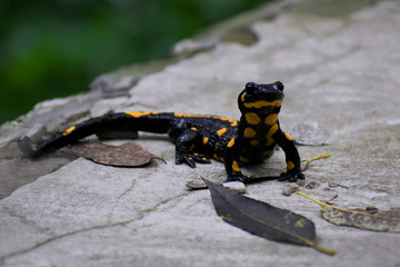 Black-yellow salamander closeup