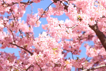 河津桜　宇都宮城址公園