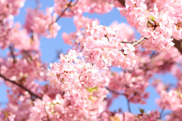 河津桜　宇都宮城址公園