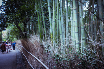 Tranquility in the Bamboo Forest, Japan