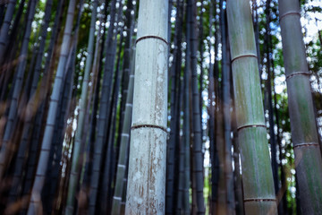 Tranquility in the Bamboo Forest, Japan