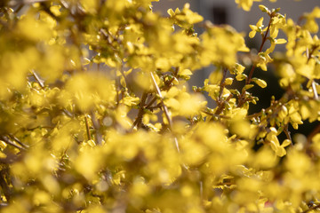 Spring Morning First Yellow Blossom Tree Texture Background Closeup
