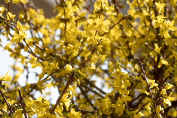 Spring Morning First Yellow Flowers Texture Background Closeup