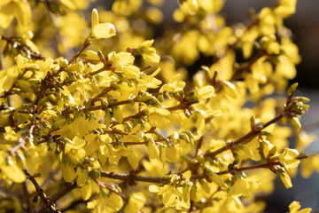 Spring First Yellow Blossom Flowers Texture Background on Dawn
