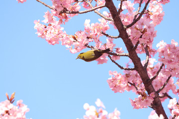 メジロ　宇都宮城址公園