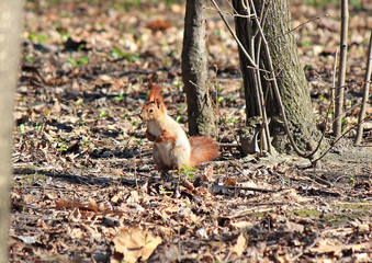 funny squirrel begs food from park visitors