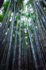 Tranquility in the Bamboo Forest, Japan