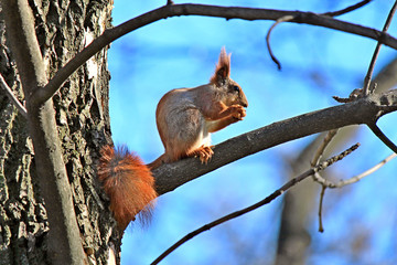 funny squirrel eats a delicious nut on a tree branch
