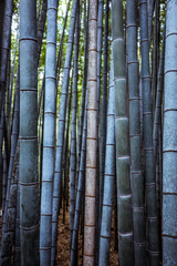 Fototapeta premium Tranquility in the Bamboo Forest, Japan