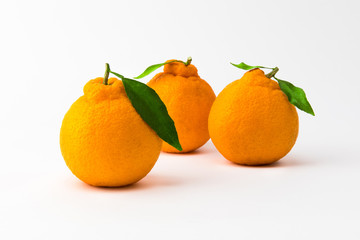 Orange Hallabong on a white background. Three fruits seen from the front. (Korea, Jeju Island specialties)