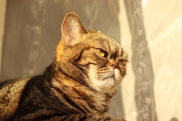 怒りマックス強面猫アメリカンショートヘアー