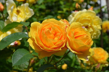 Large green bush with fresh vivid yellow roses and green leaves in a garden in a sunny summer day, beautiful outdoor floral background photographed with soft focus