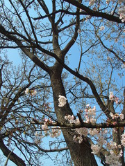 咲き始めたソメイヨシノと椚木と青空