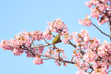 メジロ　宇都宮城址公園