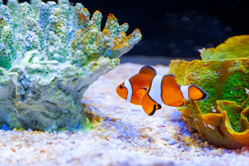 Bright orange clown fish in aquarium