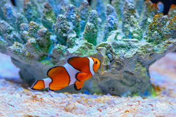 Bright orange clown fish in aquarium