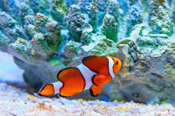 Naklejka na ściany i meble Bright orange clown fish in aquarium