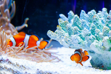 Bright orange clown fish in aquarium