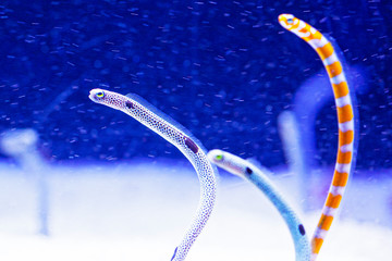 Bright water worms in aquarium , blue background