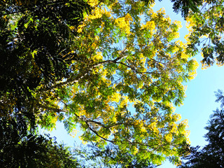 leaves of a tree